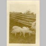 Pigs owned by Philip GOATCHER. c1940<br>View of pigpen at the Philip GOATCHER homestead at Farmborough, , QC, Canada<br>Source: images/5DApr14/0005DApr14/ (56.06 KB)