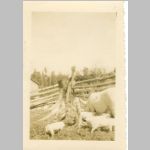 Pigs owned by Philip GOATCHER in front of some uncleared land. c1940 <br>View of pigpen looking toward the Philip GOATCHER house at his homestead at Farmborough, , QC, Canada.  Note the uncleared trees in the background. <br>Source: images/5DApr14/0005DApr14/ (51.80 KB)