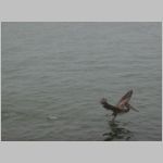 Wild Pelican flying out of the water in Gulf of Sarasota, Florida. 2009 (735.01 KB)