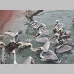 Pelicans fighting over some food near Sarasota, Florida. 2009 (1.07 MB)