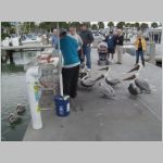 Pelicans lined up for some scraps of fish in Sarasota harbor. 2009 (967.07 KB)