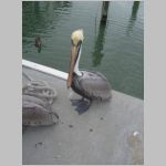 A lonely hungry pelican. 2009 (913.86 KB)