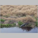 A crocodile at Miakka, Florida. 2009 (936.83 KB)