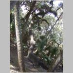 A crooked tree in a swamp in Florida. 2009 (920.70 KB)