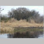 Crocodiles and black birds at Miakka, Florida. 2009 (1.07 MB)