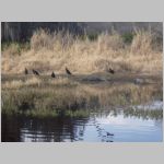 Black birds and crocodiles at Miakka, Florida. 2009 (917.35 KB)
