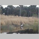A white heron near the crocodiles at Miakka, Florida. 2009 (881.59 KB)