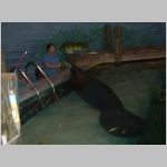 A trainer feeding a manattee at an aquarium in Florida. 2009 (714.54 KB)