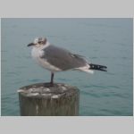 A seagull with a dirty face in Florida. 2009 (739.00 KB)