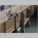 A dirty pelican landing on a rail in Florida. 2009 (886.21 KB)