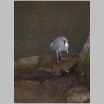 A grey bird freezing beside the River Walk in San Antonio, Texas. 2010 (598.13 KB)