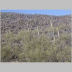 A desert hill full of barrel cactus plants west of San Antonio, Texas. 2010 (923.22 KB)