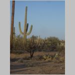 A big 100-year-old saguaro cactus and a bunch of prickly pear cactus plants beside a telephone pole west of San Antonio, Texas. 2010 (1.01 MB)